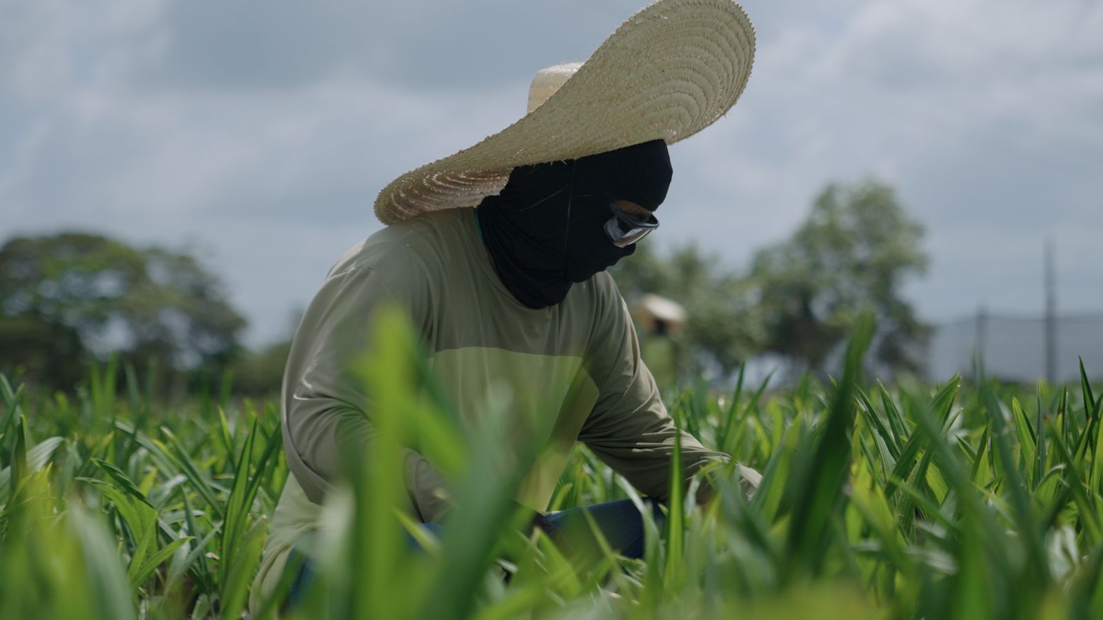 Trabalhadora realizando manejo das mudas em campo